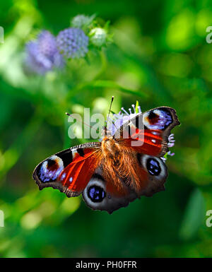 Oder Tagpfauenauge Inachis io (Nymphalis io), Familie, auf grünem Hintergrund. Stockfoto