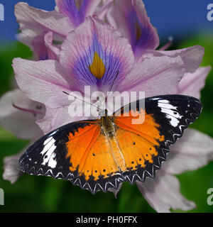 Orange Schmetterling Rot Florfliege oder Cethosia Biblis auf eine violette oder Eichhornia crassipes Wasserhyazinthe Blume Stockfoto