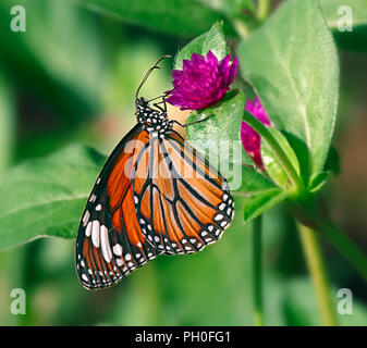 Danaus genutia oder orientalischen gestreifte Tiger orange Schmetterling auf Lila Blume des gomphrena gewölbt oder gemeinsame Welt Amaranth. Stockfoto