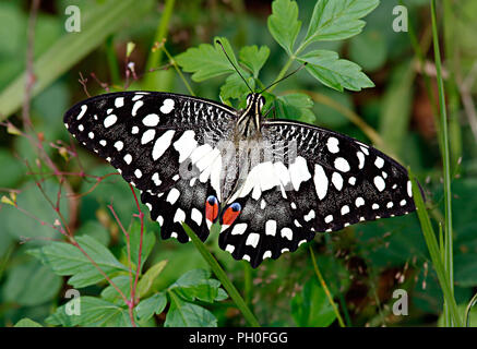 Papilio demoleus Linnaeus, 1758, Papilionidae Familie oder weißem Kalk Schmetterling im grünen Gras und Blätter. Stockfoto