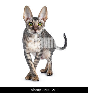 Blue Tortie tabby Cornish Rex kitten Walking/standing Vorderansicht wit Vorderpfoten gekreuzt wie Ballerina, an Kamera isoliert auf weißem Blick zurück Stockfoto