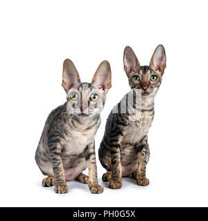 Duo von zwei süße Cornish Rex Katze Kätzchen leicht hinter einander suchen, auf weißem Hintergrund Stockfoto