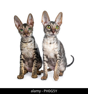 Duo von zwei süße Cornish Rex Katze Kätzchen leicht hinter einander über Objektiv auf die Seite, auf weißem Hintergrund Stockfoto