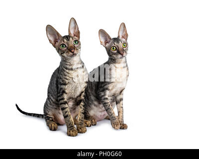 Duo von zwei süße Cornish Rex Katze Kätzchen sitzen nebeneinander auf der Suche bis zu der Seite, auf weißem Hintergrund Stockfoto