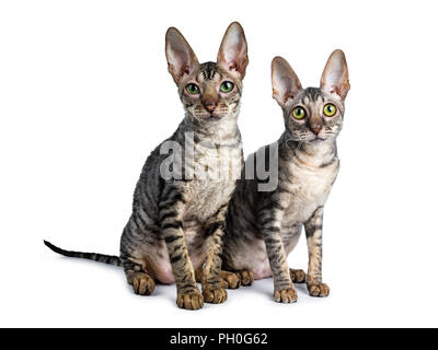 Duo von zwei süße Cornish Rex Katze Kätzchen zusammen sitzen gerade am Objektiv suchen, auf weißem Hintergrund Stockfoto