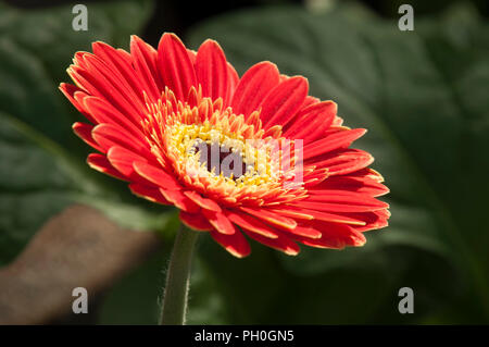 Sydney Australien, Nahaufnahme des Blütenblattes und Zentrum eines bunten Gerbera Blume Stockfoto