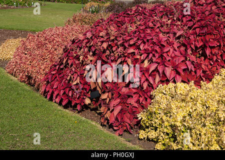 Sydney Australien, Garten Bett von verschiedenen coleus Pflanzen mit roten, orangen und gelben Laub Stockfoto