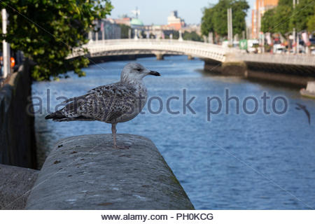 Warme Wetter in Dublin heute morgen als die Geschäfte öffnen. Die Prognose ist für Temperaturen von 17 Grad und gemischte Perioden der Sonne und Duschen. Stockfoto