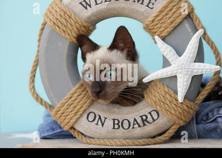 Siam kitten, Thai, 10 Wochen alt, Seal Point, liegen in einem Rettungsring Stockfoto