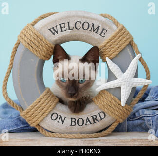 Siam kitten, Thai, 10 Wochen alt, Seal Point, liegen in einem Rettungsring Stockfoto