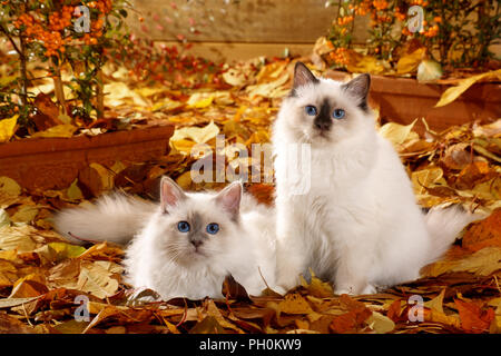 Junge Heilige Birma Katzen, Blue Point und Seal Point, liegend im Herbst Blätter Stockfoto