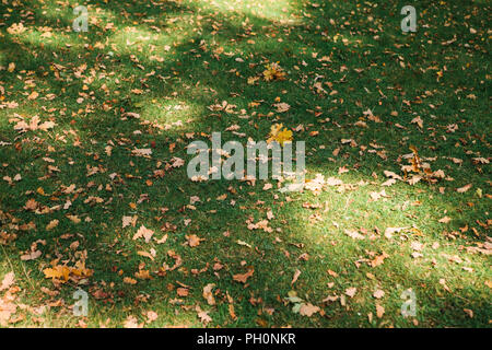 Herbst gelb Eiche Blätter liegen auf dem Rasen. Herbst Zeit. Stockfoto