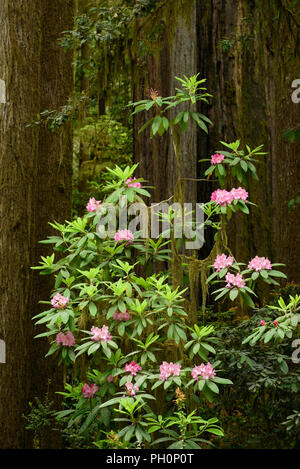 Rhododendron blühen und Redwood Tree trunks; Jedediah Smith Redwoods State Park, Kalifornien. Stockfoto