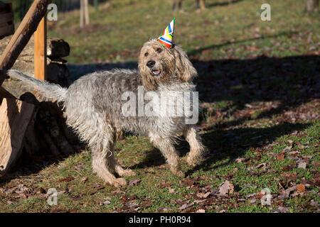 Athos der Gänsegeier geht zu einem Christmes Party im doggy Spielgruppe in Varen, Tarn-et-Garonne, Royal, Frankreich, Europa Stockfoto