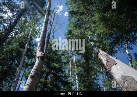 Low Angle Shot von Bäumen in Colorado Wald Stockfoto