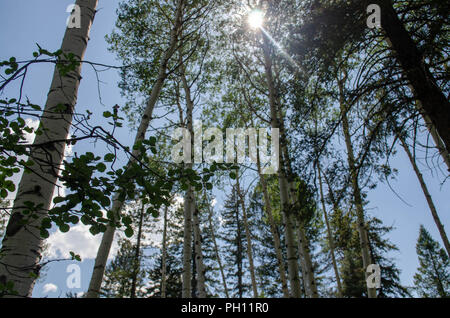 Low Angle Shot von Bäumen in Colorado Wald Stockfoto