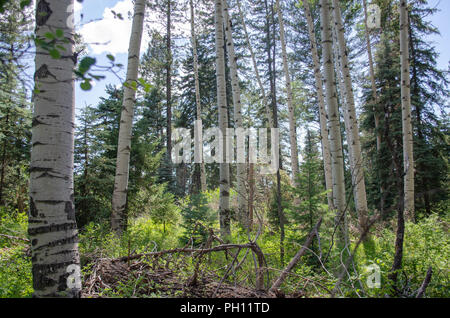 Aspen Bäume in einem Wald in Colorado Stockfoto