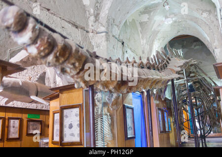 Maritime Museum, die Zitadelle von Qaitbay, Alexandria, Kairo, Ägypten, 2013 Stockfoto