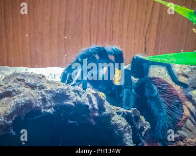 Schwarzes lockiges Haar Vogelspinne (Brachypelma albopilosum), Birdeater lockigen Haaren tarantula Spider. Stockfoto