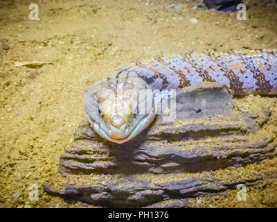 Schließen Sie die Leiter der Gestromt Blue-tongued Lizard (Tiliqua nigrolutea), die größte Eidechse der Arten in Tasmanien, Australien. Blue tongued Haut Stockfoto