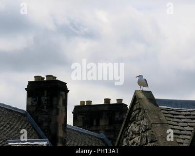 Seagull sitzen auf der Dachterrasse, Edinburgh, Schottland. Stockfoto