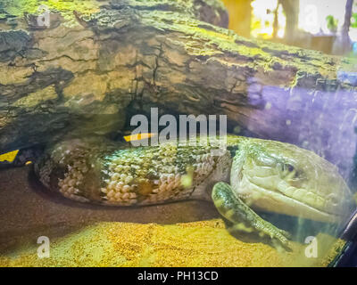 Schließen Sie die Leiter der Gestromt Blue-tongued Lizard (Tiliqua nigrolutea), die größte Eidechse der Arten in Tasmanien, Australien. Blue tongued Haut Stockfoto