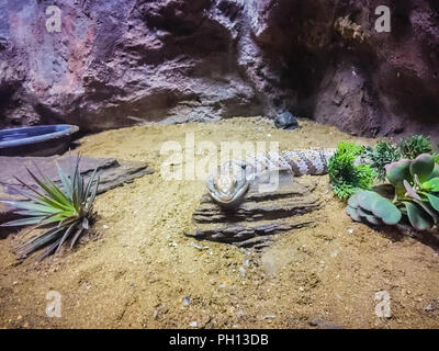 Schließen Sie die Leiter der Gestromt Blue-tongued Lizard (Tiliqua nigrolutea), die größte Eidechse der Arten in Tasmanien, Australien. Blue tongued Haut Stockfoto