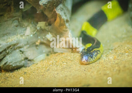 Der gebänderte Krait (Bungarus fasciatus) ist eine Pflanzenart aus der Gattung der elapid Schlange gefunden auf dem indischen Subkontinent sowie in Südostasien. Gebänderte Krait (Bungarus verwischt Stockfoto