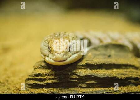 Schließen Sie die Leiter der Gestromt Blue-tongued Lizard (Tiliqua nigrolutea), die größte Eidechse der Arten in Tasmanien, Australien. Blue tongued Haut Stockfoto