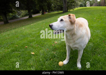 Golden Labrador Retriever wartet darauf, dass der Ball in den Park geworfen wird, Valley Gardens, Harrogate, North Yorkshire, England, VEREINIGTES KÖNIGREICH. Stockfoto