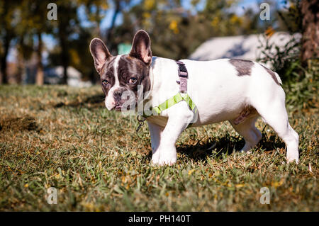 Junge verspielte 6 Monat alte Französische Bulldogge für meine Kamera posieren und spielen im Herbst Blätter. Stockfoto