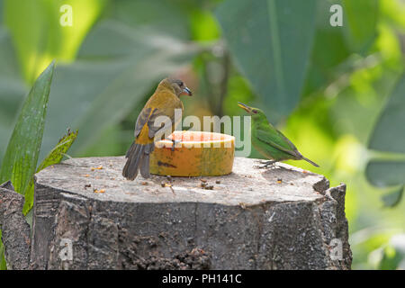 Die passerini Tanager und einem grünen Honeycreeper in Costa Rica Stockfoto