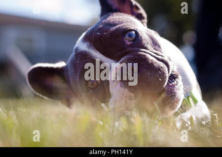 Junge verspielte 6 Monat alte Französische Bulldogge für meine Kamera posieren und spielen im Herbst Blätter. Stockfoto