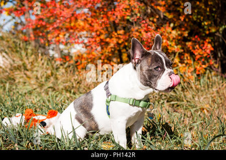 Junge verspielte 6 Monat alte Französische Bulldogge für meine Kamera posieren und spielen im Herbst Blätter. Stockfoto