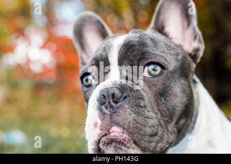 Junge verspielte 6 Monat alte Französische Bulldogge für meine Kamera posieren und spielen im Herbst Blätter. Stockfoto