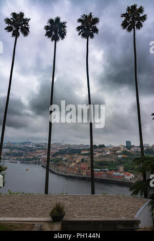 Palmen im Garten der Gefühle, in den öffentlichen Gärten des Kristallpalastes, mit Blick auf den Douro-Fluss, Porto, Portugal Stockfoto