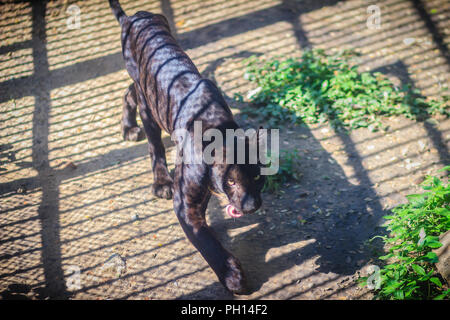 Ein Black Panther im Käfig, der melanistic Farbe Variante von Panthera Arten. Black Panthers in Asien und Afrika sind Leoparden Stockfoto