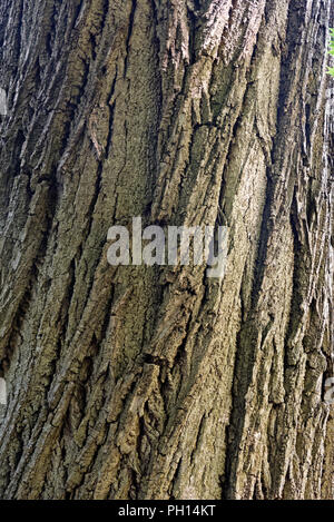 Schaft Juglans nigra, dem östlichen Nußbaum Stockfoto