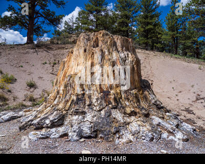 Die großen Baumstumpf, versteinerte Redwood, Versteinerter Wald Loop Trail, Florissant Fossil Beds National Monument, Florissant, Colorado. Stockfoto