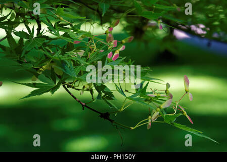 Früchte der japanischen Ahorn, Acer palmatum Stockfoto