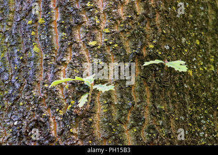 Stammzellen von Quercus cerris, die Türkei Eiche oder österreichische Eiche. Stockfoto