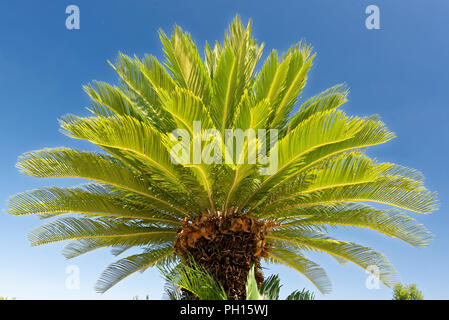 Cycas revoluta, Sago Palm, King Sago, Sago cycad, Japanisch sago Palm) Stockfoto