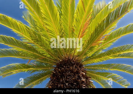 Cycas revoluta, Sago Palm, King Sago, Sago cycad, Japanisch sago Palm) Stockfoto