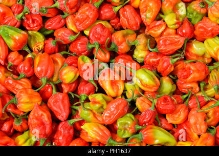 Paprika auf dem Wochenmarkt Tag, Montag an Djenné, einem UNESCO-Weltkulturerbe. Mali, Westafrika Stockfoto