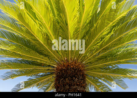 Cycas revoluta, Sago Palm, King Sago, Sago cycad, Japanisch sago Palm) Stockfoto