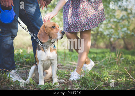 In der Nähe - upof ein Hund. Frau und Mann mit ihren schönen Hund im Park. Sommer Spaziergang mit einem Hund. Beagle Rasse Hund sitzt im Rack auf einem engen Leine grün g Stockfoto