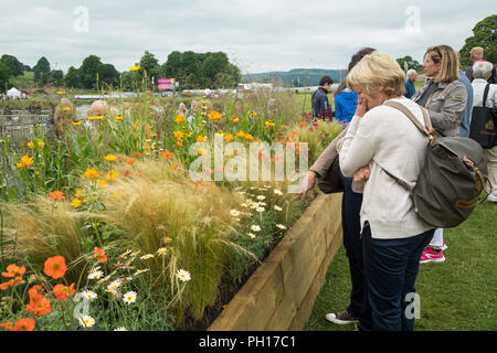Menschen sehen blühende Pflanzen in angehobener Bett (lange Grenze Wettbewerb) an belebten ländlichen Showground - RHS Chatsworth Flower Show, Derbyshire, England, UK. Stockfoto