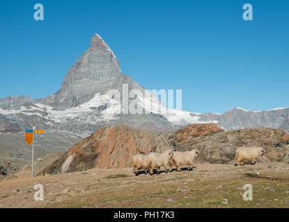 Eine Schafherde Valais Blacknose Wandern in den Alpen, mit dem berühmten Matterhorn im Hintergrund, Mittwoch, 24. August 2016, Zermatt, Schweiz. Stockfoto