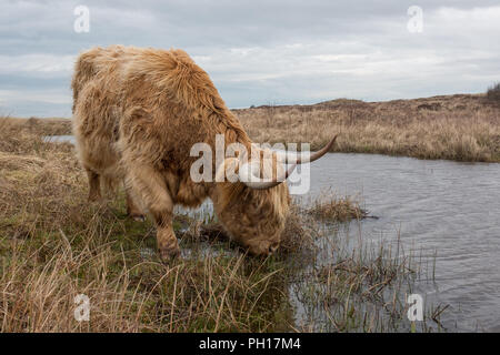 Scottish Highland Kuh in die Dünen von Texel, Dienstag, 28. Februar 2017, Texel, Niederlande. Stockfoto