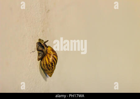 Riesige Afrikanische land Schnecke (Achatina fulica) auf die vertikale weiße Wand Stockfoto